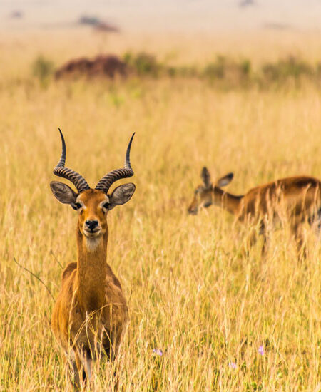 andrew-s-h5vMnGRk7os-unsplash-mobile