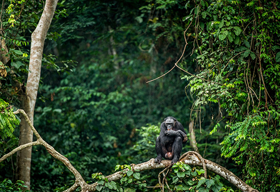 Congo Basin Odzala Sanga