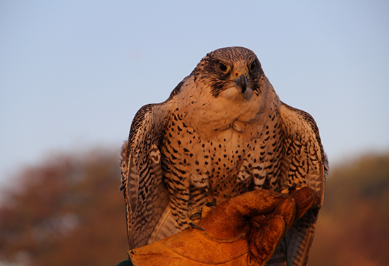 4_HRH_Tour_Dubai_falcon_Lions_Tigers_Tradewinds_2024_552x378