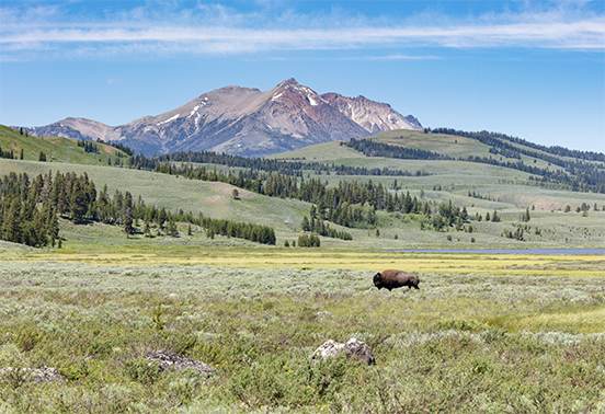 Yellowstone landscape
