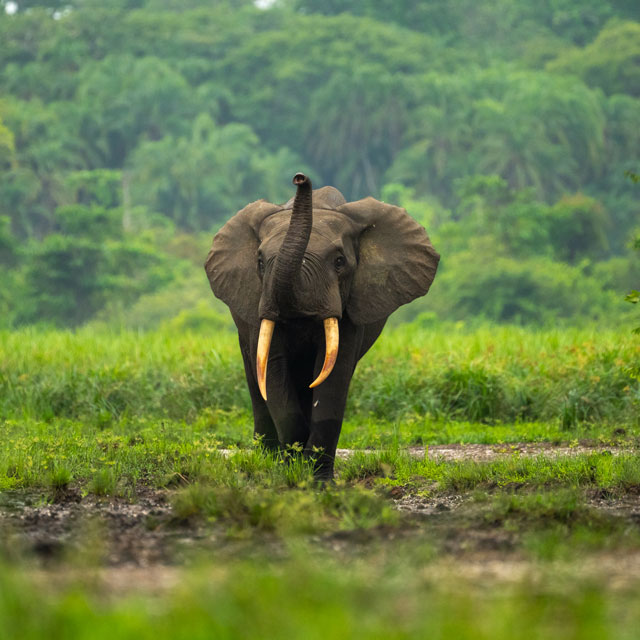 A forest elephant waving his trunk.
