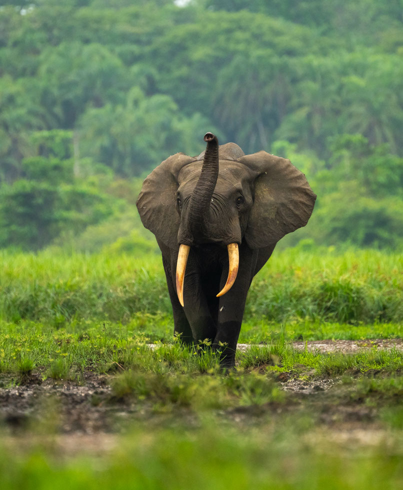 A forest elephant.