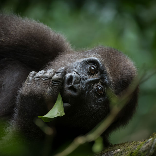 Western lowland gorilla eating.