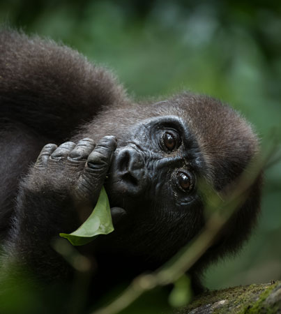 Western lowland gorilla.