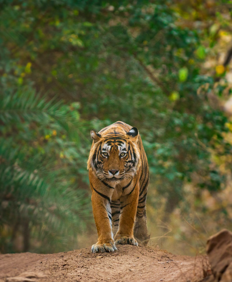 Tiger in Ranthambore.