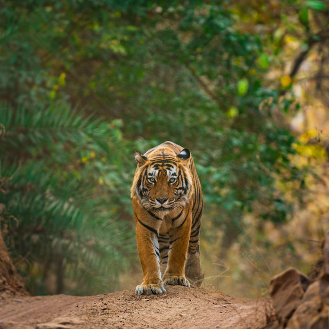 Tiger walking in India.