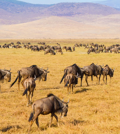Wildebeests migrating in Kenya.