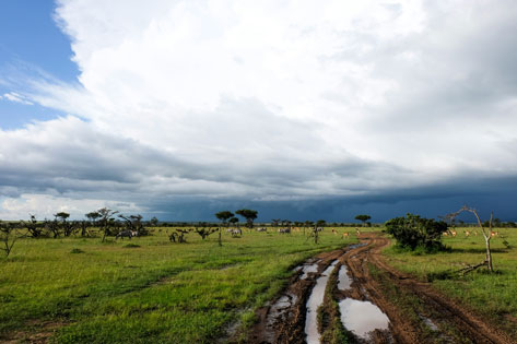 Ngorongoro Crater during the green season.
