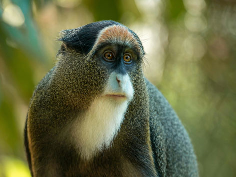 Entebbe Uganda wildlife sanctuary.