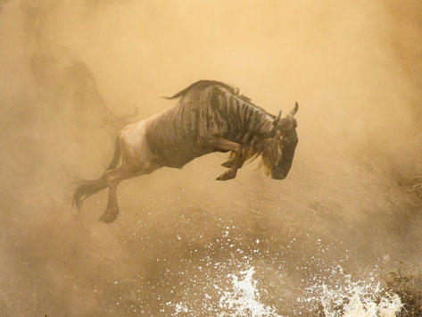A wildebeest jumping into a river crossing.