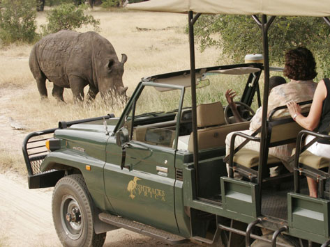 Viewing a rhino in a game vehicle.