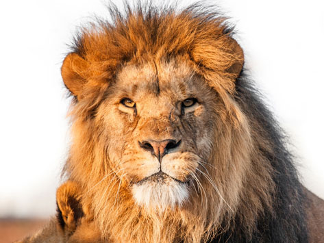 A lion in the sunset.