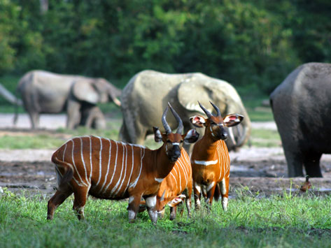 Bongos in the Congo.