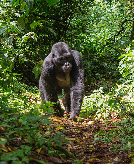 Gorilla Trekking