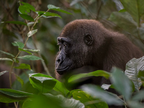 A western lowland gorilla in the Congo.