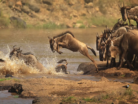A wildebeest leaping into the water during the migration.