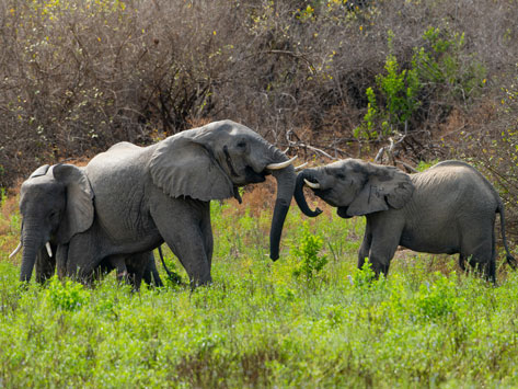 Elephants in Nyerere National Park.