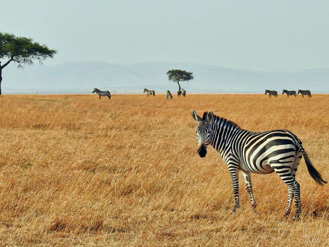 A zebra in Kenya during the dry season.