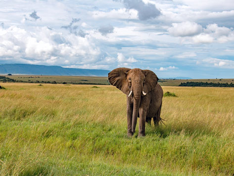 Elephant in the serengeti.