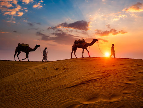 Two camels in the desert.