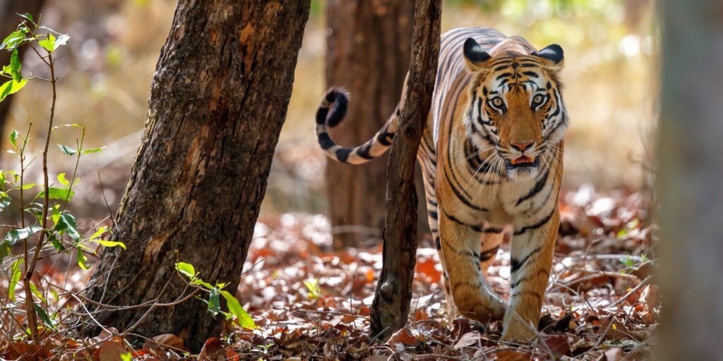 Tiger in Ranthambore.