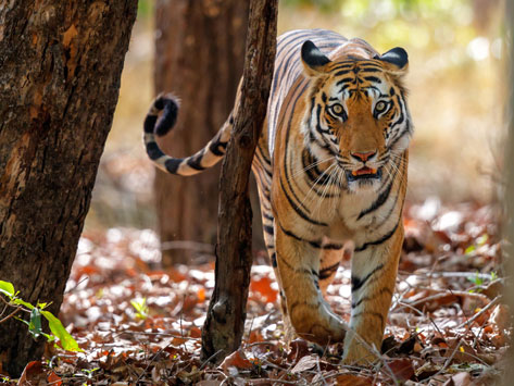 Tiger in Ranthambore.
