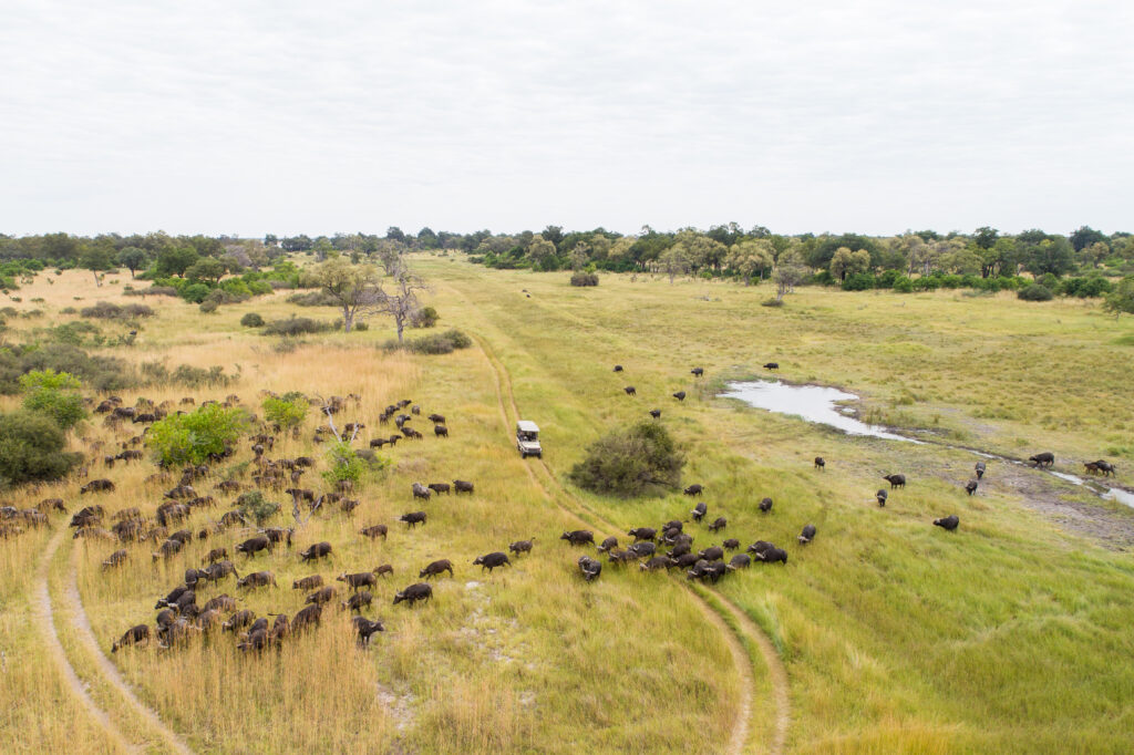 Game drive in Botswana.