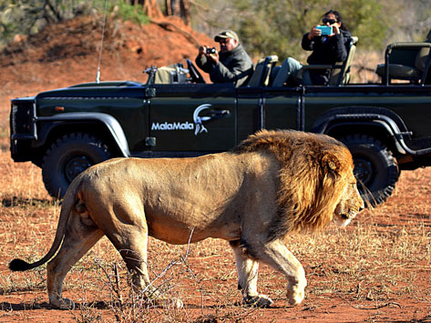 Lion walking in front of a vehicle.