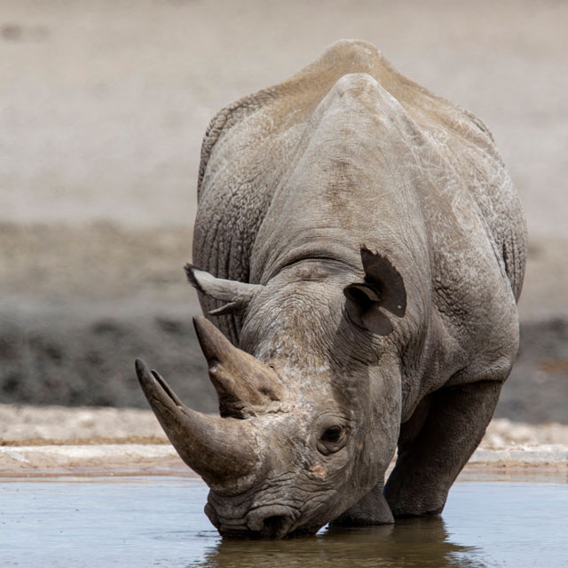 Black rhino at the watering hole.