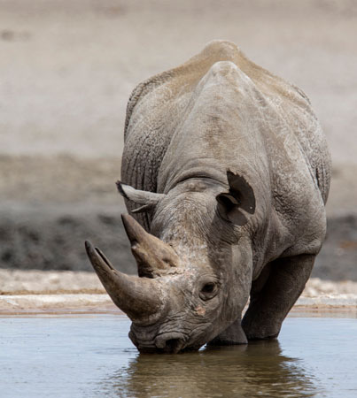Black rhino taking a drink.
