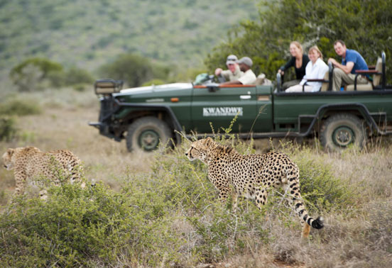 Travelers viewing at cheetah at Kwandwe.
