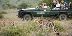 People viewing a cheetah at Kwandwe.
