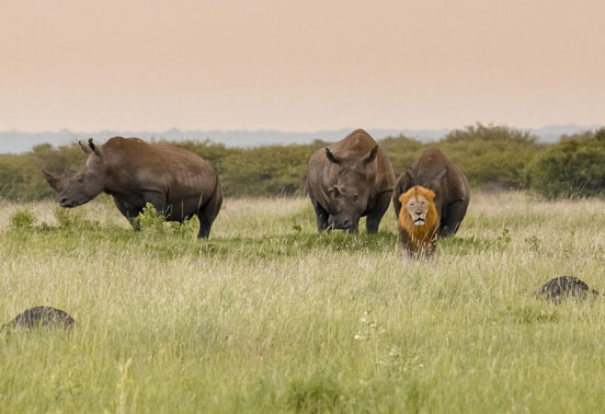 HOSA_Phinda_Rhino_552x378