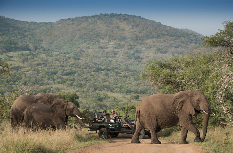 Elephants at Phinda