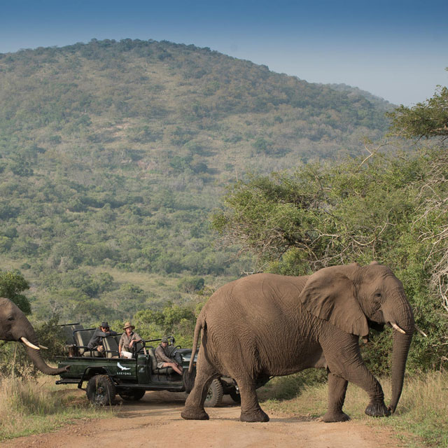 Game drive at Phinda.