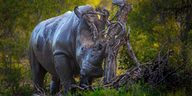 A rhino rubbing on a tree in Tanda Tula.