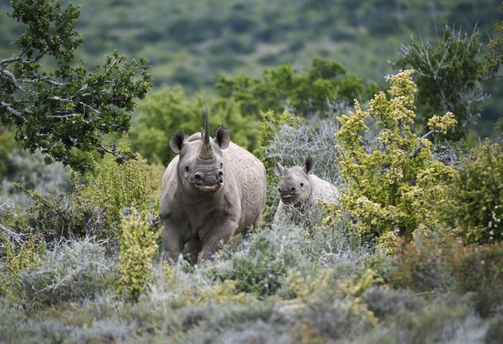 Black rhino mother and calf emerging from thick bush at Kwandwe Private Game Reserve, Eastern Cape, South Africa