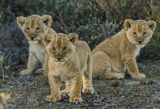 Three curious lion cubs looking toward the camera in the bush at Kwandwe Private Game Reserve, South Africa