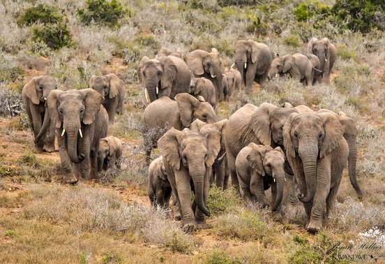 Large herd of African elephants including calves moving through dry scrubland at Kwandwe Private Game Reserve, Eastern Cape, South Africa