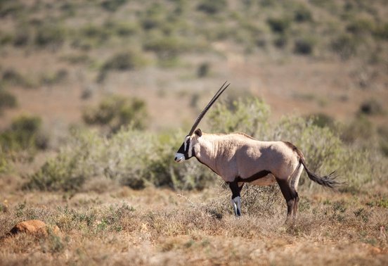Single gemsbok oryx standing in dry grassland at Kwandwe Private Game Reserve, Eastern Cape, South Africa