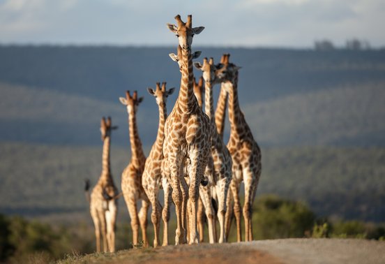 Group of giraffes standing together against a mountain backdrop at Kwandwe Private Game Reserve, Eastern Cape, South Africa