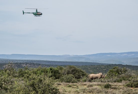 Conservation helicopter conducting anti-poaching surveillance over a rhino in Kwandwe Private Game Reserve, Eastern Cape