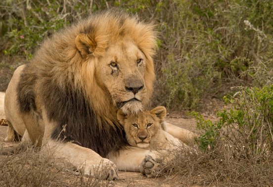 Male lion with full mane resting with a lion cub tucked beneath his chin at Kwandwe Private Game Reserve, South Africa