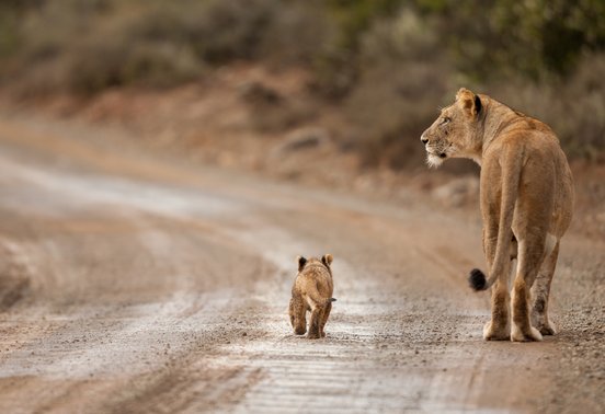 Lioness and tiny lion cub walking side by side down a dirt road at Kwandwe Private Game Reserve, South Africa