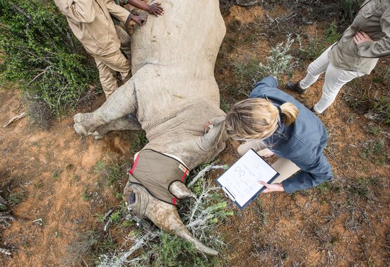 Wildlife veterinarian recording data alongside a sedated rhino during a conservation intervention at Kwandwe Private Game Reserve