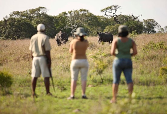 Guide and guests observing two white rhinos on foot in open grassland at Phinda Private Game Reserve, South Africa