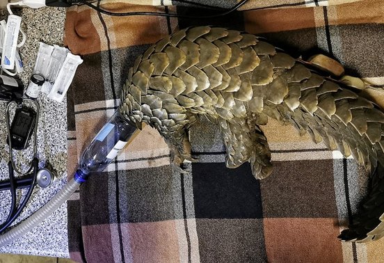 Sedated Temminck's ground pangolin being monitored by researchers during a conservation intervention at Phinda Mountain Lodge, South Africa