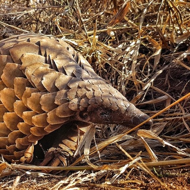 Temminck's ground pangolin foraging through dry grass and scrub at Phinda Private Game Reserve, KwaZulu-Natal, South Africa