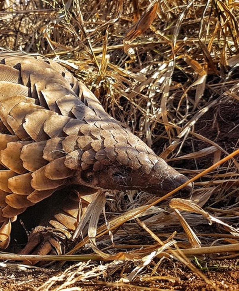 Temminck's ground pangolin foraging through dry grass and scrub at Phinda Private Game Reserve, KwaZulu-Natal, South Africa