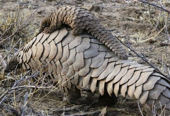 Temminck's ground pangolin foraging in dry scrubland at Phinda Private Game Reserve, South Africa